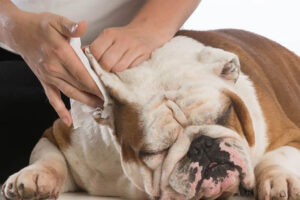 Ear Infection in Pets